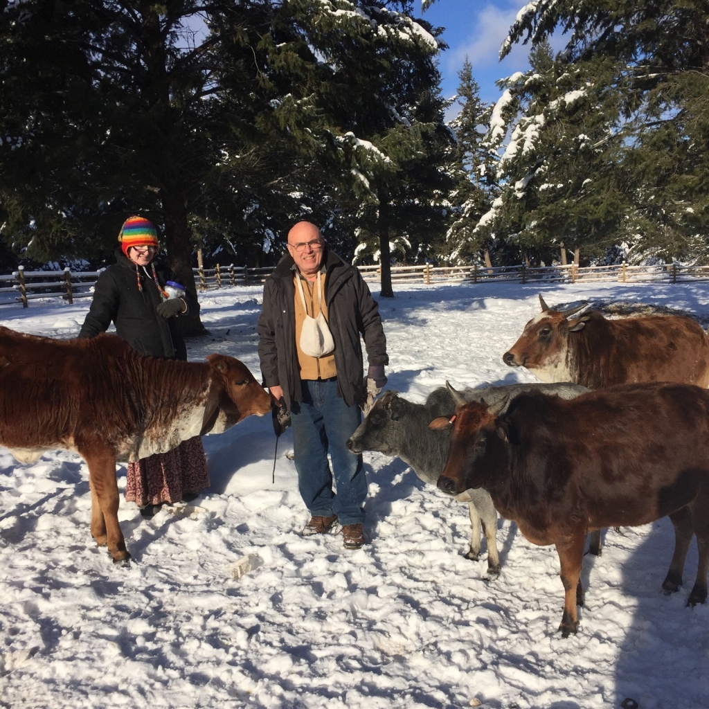 This is Bala Krsna prabhu doing Go Puja on New Year's Day in Saranagati Village, Western Canada.